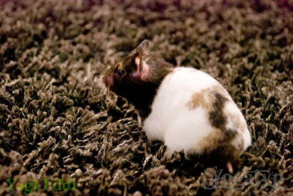 Ein Hamster offenbart den Wert des Films: Papa ou maman (Frankreich / Belgien, 2015)