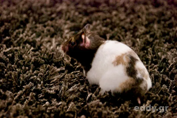 Ein Hamster offenbart die Absenz von Filmkunst: Papa ou maman (Frankreich / Belgien, 2015)